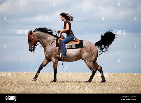 Western horse breed hi-res stock photography and images - Alamy