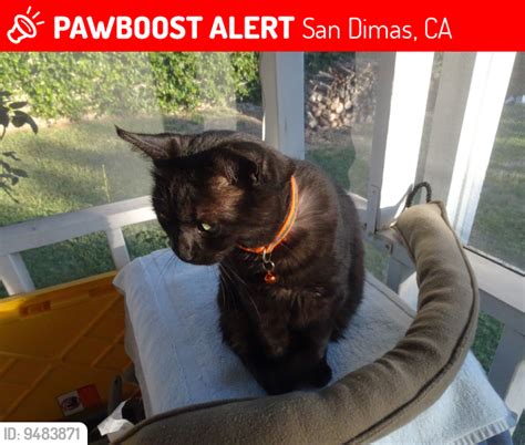 San Dimas Ca Lost Male Cat Milo Is Missing Pawboost