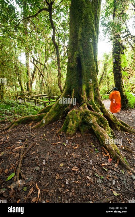 Buddhist Monk In Misty Tropical Rain Forest Sun Beams Shining Through