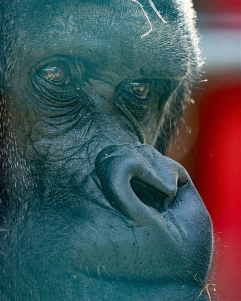 hotels near wild animal park 6