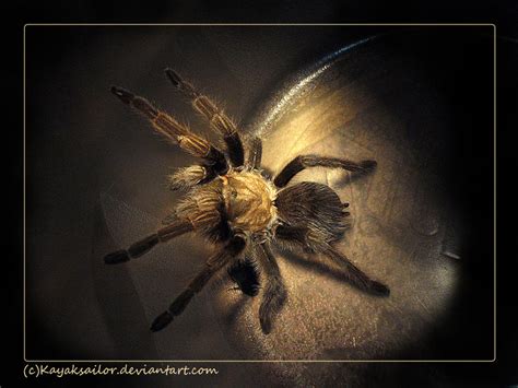 Tarantula Glow 1 by kayaksailor on DeviantArt