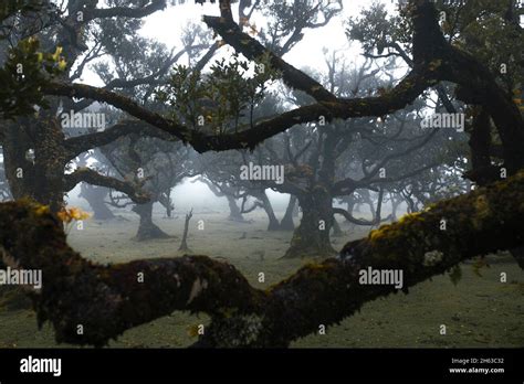 Laurel Forest In The Foggy Highlands Of Madeira Island Hi Res Stock