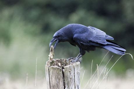 58 Crow eats Stock Pictures, Editorial Images and Stock Photos ...