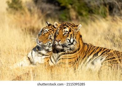 1,648 Tigers Mating Images, Stock Photos, 3D objects, & Vectors ...