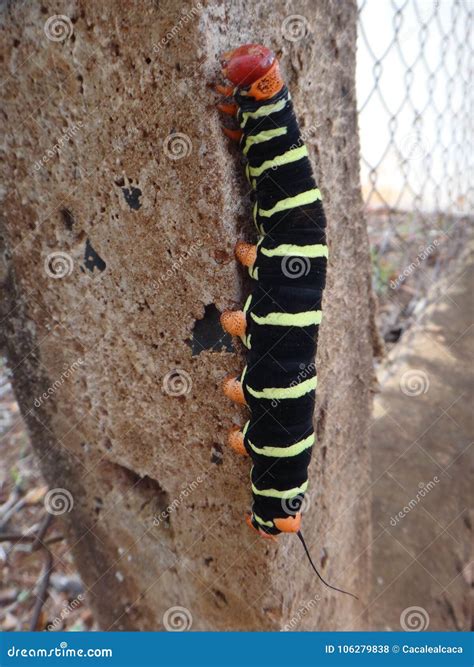 Tetrio Sphinx, Frangipani Hornworm or Plumeria Caterpillar Stock Photo