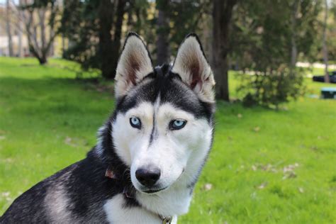 My Beautiful Siberian Husky Lady Elwood J Husky Siberian Husky Dogs