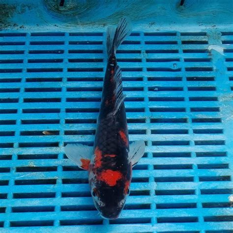 Koi For Sale Love Aquatics