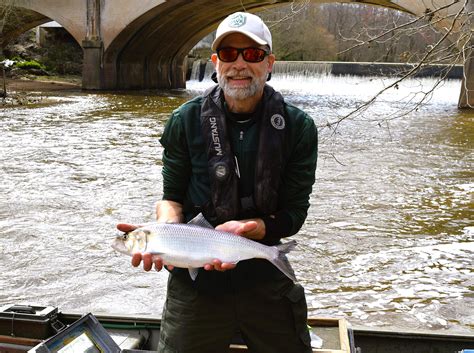 Tis The Anadromous Fish Season Virginia Dwr