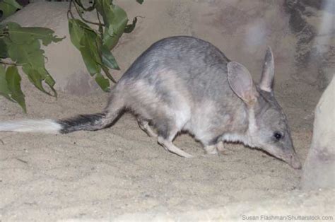 Bandicoot Facts & Information, With Pictures & Video