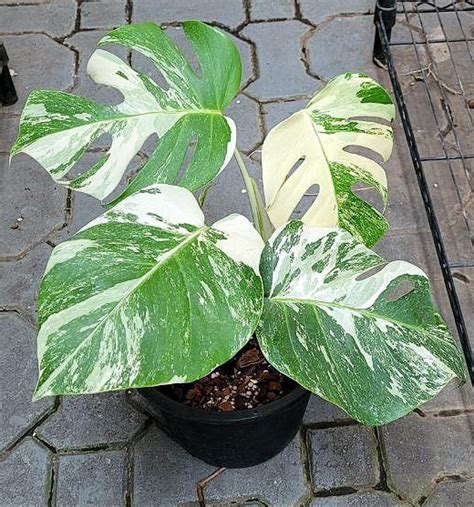 White Tiger Variegated Monstera Albo Live Plant Seeds Rare Etsy