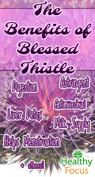 Blessed Thistle Benefits - Healthy Focus