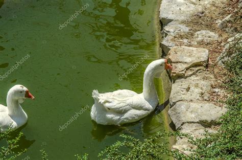 Un Par De Gansos Blancos Nadan En Un Estanque Cerca De La Orilla