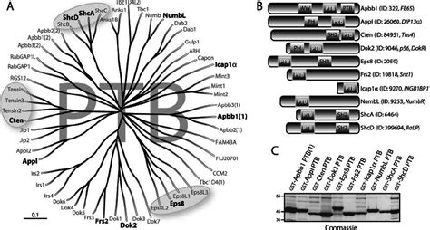 A Diverse Subset Of Ptb Domains From The Human Proteome Was Used To