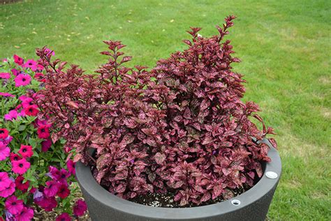 Hippo Rose Polka Dot Plant Hypoestes Phyllostachya G14160 In