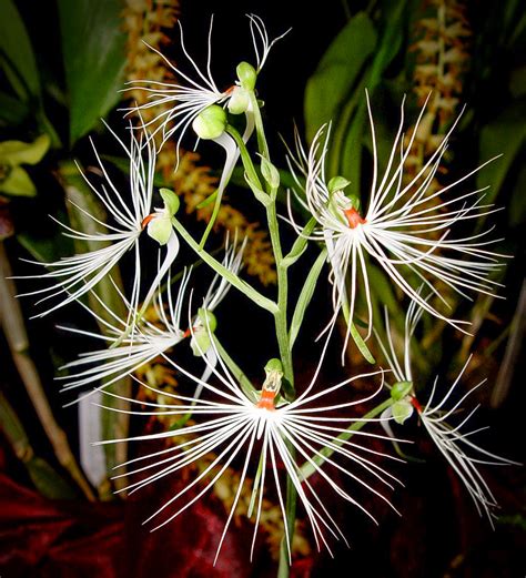 The RHS Orchid Committee On Twitter Habenaria Medusa Terrestrial