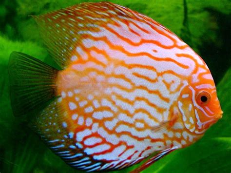 Discus Fish Wallpapers - Wallpaper Cave