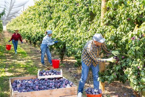 Three Plantation Workers Harvesting Plums Stock Photo Image Of Woman