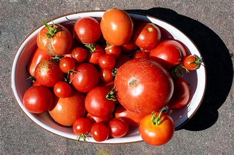 Sp Te Aber Reiche Tomatenernte Zschunke De