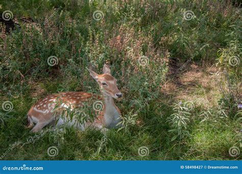 Deer Laying In The Grass Stock Image Image Of Fawn Green 58498427
