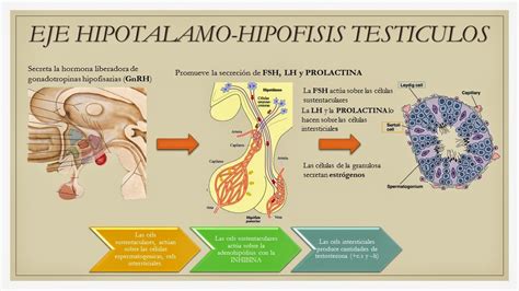 Blog de Evidencias de Fisiología Médica EJE HIPOTÁLAMO HIPOFISIS