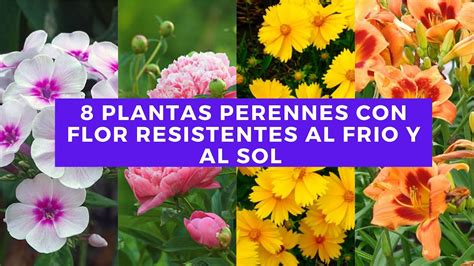 Especies De Flores Perennes Para Embellecer Tu Jard N Menudo Jardin