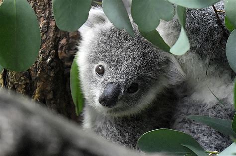 Australia lists koalas as endangered species | Daily Sabah