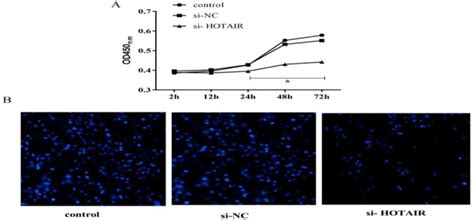 Cell Counting Kit 8 Cck 8 Assay Cell Proliferation Beyotime Bioz