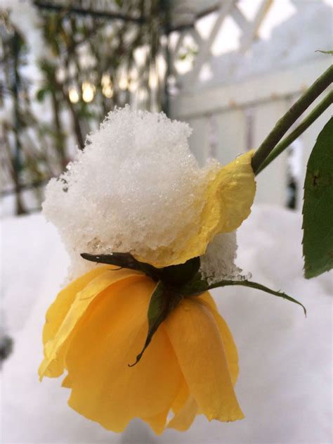 Роза в снегу