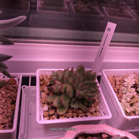 Echeveria Mebina In The Echeverias Database