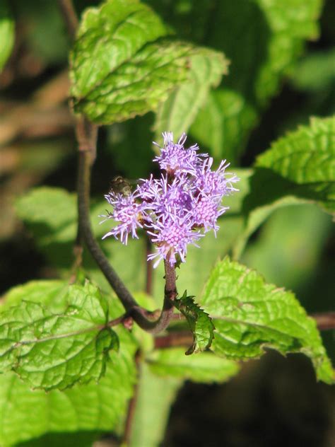 Conoclinium Coelestinum Ageratum Blue Boneset Blue Mistflower Blue