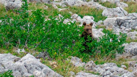 Per Salvarli Lasciamo Che I Cuccioli Di Amarena Facciano Gli Orsi