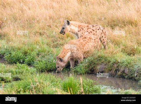 Spotted Hyena Or Laughing Hyena Crocuta Crocuta Maasai Mara National