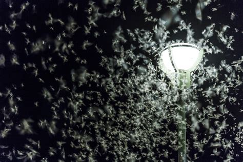 Pourquoi les insectes sont attirés par la lumière selon la science