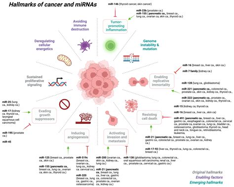 MiRNA Dysregulation In Cancer Encyclopedia MDPI