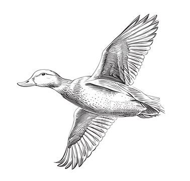 Flying Duck Vector Images – Browse 31,584 Stock Photos, Vectors, and Video | Adobe Stock