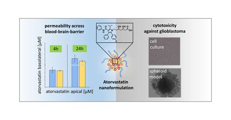 In Vitro Bloodbrain Barrier Permeability And Cytotoxicity Of An