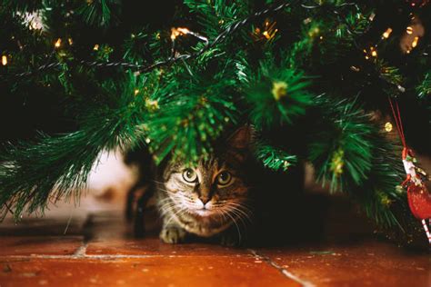 8 Ways To Keep Cats Away From Your Christmas Tree Apartment Therapy