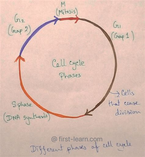 Explain About Cell Cycle Definition Different Phases Cell Division