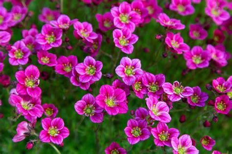 90 Purple Saxifrage Photos Stock Photos Pictures And Royalty Free