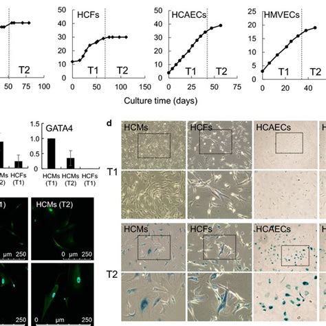 Schematic illustration of cellular characteristics analysis | Download ... 