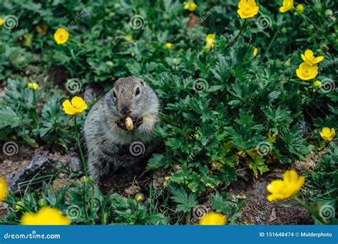 Gopher Eating Cookie in Grass and Yellow Flowers Stock Photo - Image of ...