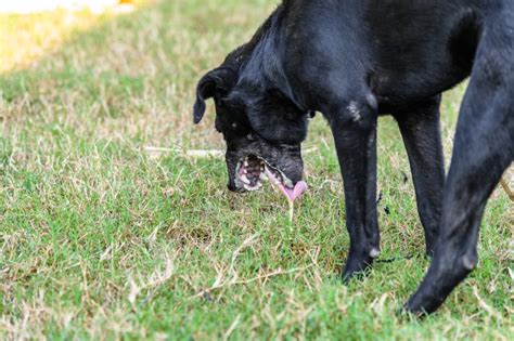 Dog Vomiting Yellow: Causes and Treatment | Great Pet Care