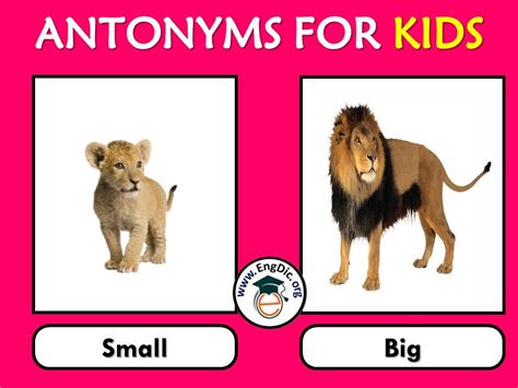 +1000 Antonyms for Kids with Pictures (Opposite Words) - EngDic