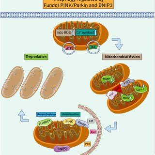 Mitophagy Regulated By Fundc1 Pink Parkin And BNIP3 Mitophagy Is A