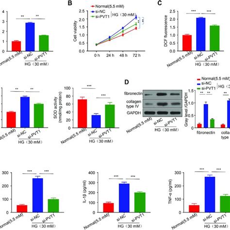 Pvt1 Regulates Viability Oxidative Stress Fibrosis And Inflammation