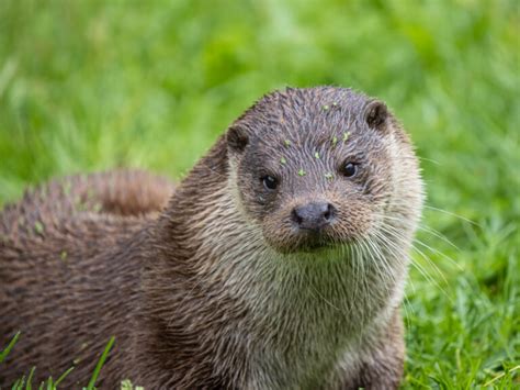 Different Types Of Otters American Oceans