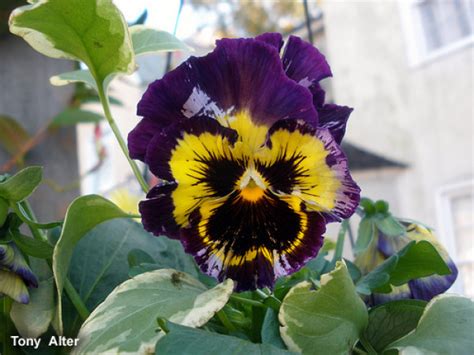 Comprar Sementes De Flor Amor Perfeito Gigante Su O Crespo Sortido Na Toca