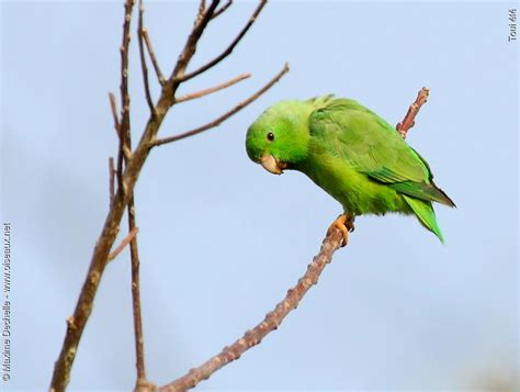 Green Rumped Parrotlet Forpus Passerinus Male Adult Maxd60962