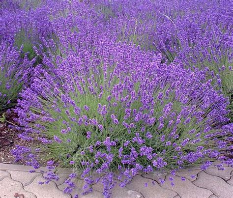 Ornamental Lavender Deer Resistant Lavender Plant Lavender Seeds