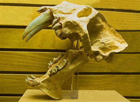 Saber Tooth Cat Fossil Skull Photograph By Millard H Sharp Fine Art